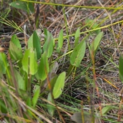 Unverified Plant at Brunswick Heads, NSW - 16 Nov 2023 by macmad