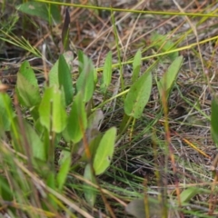 Unidentified Plant at Brunswick Heads, NSW - 15 Nov 2023 by macmad