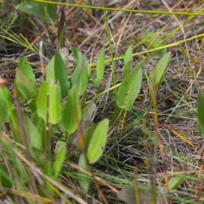 Unverified Plant at Brunswick Heads, NSW - 16 Nov 2023 by macmad