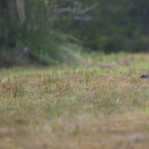 Vanellus miles at Brunswick Heads, NSW - 16 Nov 2023 09:22 AM