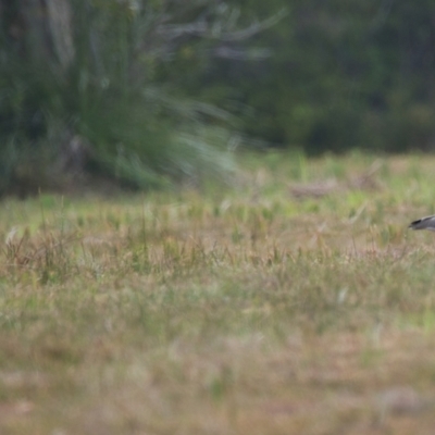 Vanellus miles (Masked Lapwing) at Brunswick Heads, NSW - 16 Nov 2023 by macmad