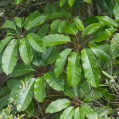 Pittosporum undulatum (Sweet Pittosporum) at Brunswick Heads, NSW - 16 Nov 2023 by macmad