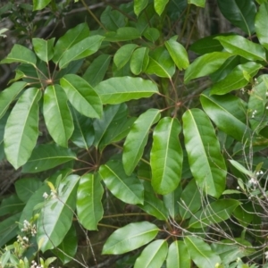 Pittosporum undulatum at Brunswick Heads, NSW - 16 Nov 2023