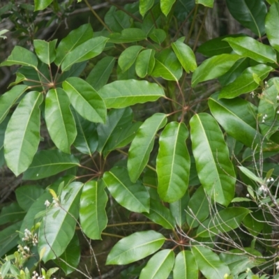 Pittosporum undulatum (Sweet Pittosporum) at Brunswick Heads, NSW - 15 Nov 2023 by macmad