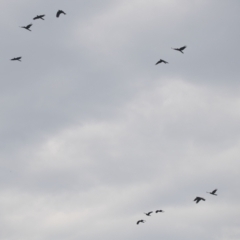 Zanda funerea (Yellow-tailed Black-Cockatoo) at Brunswick Heads, NSW - 16 Nov 2023 by macmad