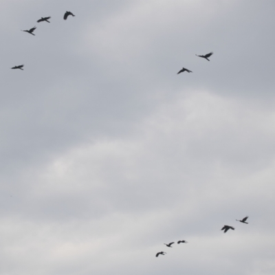 Zanda funerea (Yellow-tailed Black-Cockatoo) at Brunswick Heads, NSW - 16 Nov 2023 by macmad