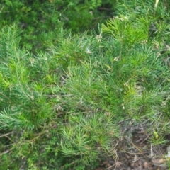 Unidentified Other Shrub at Brunswick Heads, NSW - 15 Nov 2023 by macmad