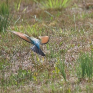 Merops ornatus at Brunswick Heads, NSW - 16 Nov 2023