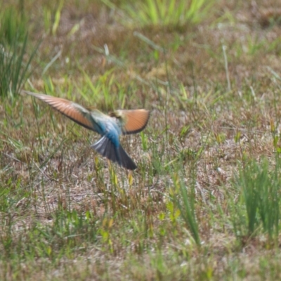 Merops ornatus (Rainbow Bee-eater) at Brunswick Heads, NSW - 16 Nov 2023 by macmad