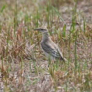 Lalage tricolor at Brunswick Heads, NSW - 16 Nov 2023