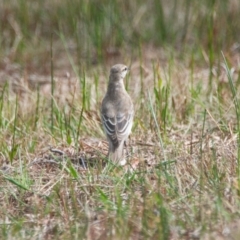 Lalage tricolor at Brunswick Heads, NSW - 16 Nov 2023