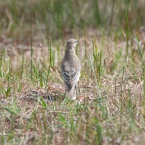 Lalage tricolor at Brunswick Heads, NSW - 16 Nov 2023 09:29 AM