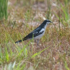 Lalage tricolor (White-winged Triller) at Brunswick Heads, NSW - 16 Nov 2023 by macmad