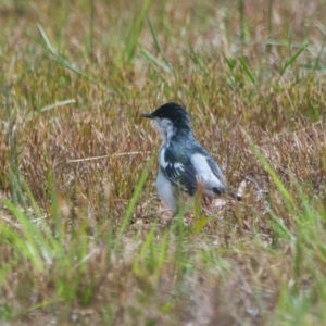 Lalage tricolor at Brunswick Heads, NSW - 16 Nov 2023 09:28 AM