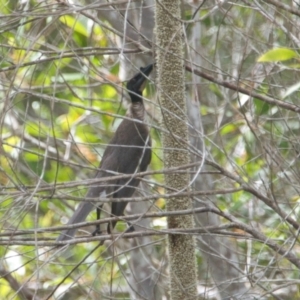 Philemon corniculatus at Brunswick Heads, NSW - 16 Nov 2023