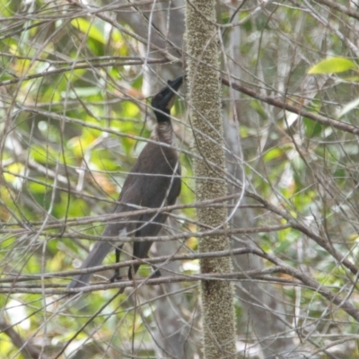 Philemon corniculatus (Noisy Friarbird) at Brunswick Heads, NSW - 16 Nov 2023 by macmad