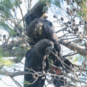 Calyptorhynchus lathami lathami at Brunswick Heads, NSW - suppressed