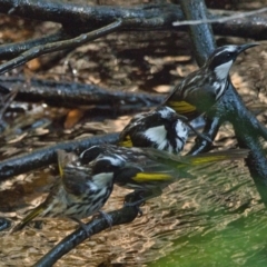 Phylidonyris niger (White-cheeked Honeyeater) at Brunswick Heads, NSW - 16 Nov 2023 by macmad