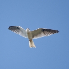 Elanus axillaris (Black-shouldered Kite) at Brunswick Heads, NSW - 16 Nov 2023 by macmad