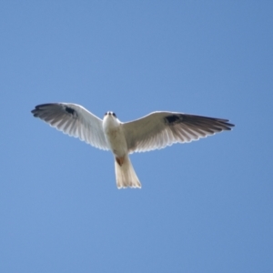 Elanus axillaris at Brunswick Heads, NSW - 16 Nov 2023