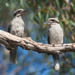 Dacelo novaeguineae (Laughing Kookaburra) at Brunswick Heads, NSW - 16 Nov 2023 by macmad