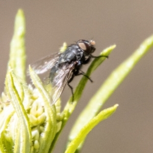 Calliphora vicina at Bluett's Block (BBL) - 19 Nov 2023 10:10 AM