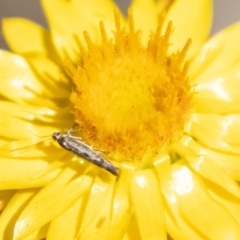 Epermenia exilis (Shark Moth (family Epermeniidae)) at Denman Prospect, ACT - 18 Nov 2023 by SWishart