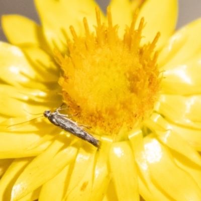 Epermenia exilis (Shark Moth (family Epermeniidae)) at Denman Prospect, ACT - 18 Nov 2023 by SWishart