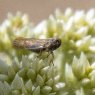 Cicadellidae (family) (Unidentified leafhopper) at Denman Prospect, ACT - 18 Nov 2023 by SWishart