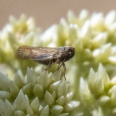 Cicadellidae (family) (Unidentified leafhopper) at Piney Ridge - 18 Nov 2023 by SWishart