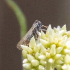 Cicadellidae (family) at Bluett's Block (BBL) - 19 Nov 2023