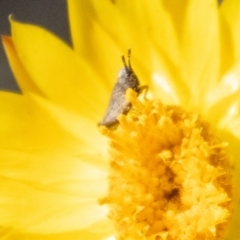 Acrididae sp. (family) (Unidentified Grasshopper) at Denman Prospect, ACT - 18 Nov 2023 by SWishart