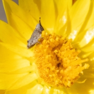 Acrididae sp. (family) at Bluett's Block (BBL) - 19 Nov 2023