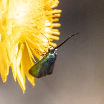 Pollanisus (genus) (A Forester Moth) at Block 402 - 18 Nov 2023 by SWishart