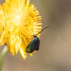 Pollanisus (genus) at Bluett's Block (BBL) - 19 Nov 2023