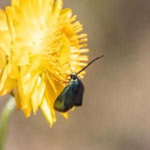 Pollanisus (genus) at Bluett's Block (BBL) - 19 Nov 2023