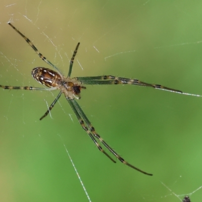 Unidentified Orb-weaving spider (several families) at West Wodonga, VIC - 25 Nov 2023 by KylieWaldon