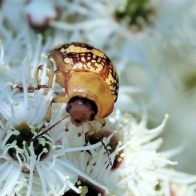 Paropsis pictipennis (Tea-tree button beetle) at Wodonga - 26 Nov 2023 by KylieWaldon