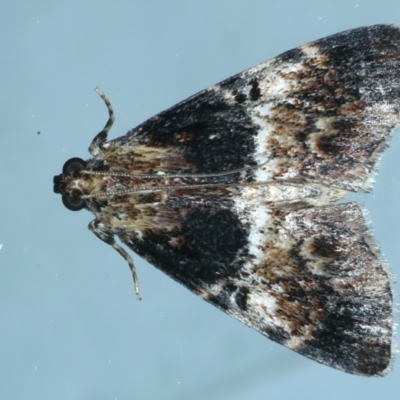 Orthaga thyrisalis (Teatree Web Moth) at Ainslie, ACT - 31 Dec 2022 by jb2602