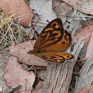 Heteronympha merope at Magpie Hill Park, Lyneham - 26 Nov 2023 11:41 AM