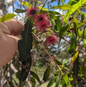 Eucalyptus leucoxylon at Jerrabomberra Wetlands - 26 Nov 2023 12:11 PM