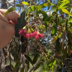 Eucalyptus leucoxylon at Jerrabomberra Wetlands - 26 Nov 2023