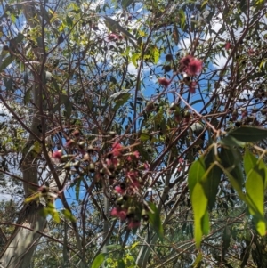 Eucalyptus leucoxylon at Jerrabomberra Wetlands - 26 Nov 2023