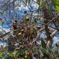 Eucalyptus leucoxylon at Jerrabomberra Wetlands - 26 Nov 2023 12:11 PM