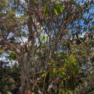 Eucalyptus leucoxylon at Jerrabomberra Wetlands - 26 Nov 2023 12:11 PM