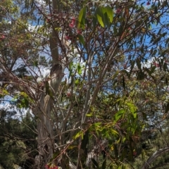 Eucalyptus leucoxylon at Jerrabomberra Wetlands - 26 Nov 2023