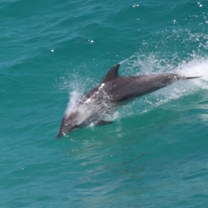 Tursiops truncatus at Point Lookout, QLD - 14 Nov 2023