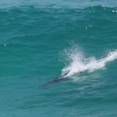 Tursiops truncatus at Point Lookout, QLD - 14 Nov 2023