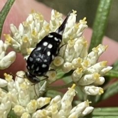 Mordella dumbrelli (Dumbrell's Pintail Beetle) at Deakin, ACT - 26 Nov 2023 by JamonSmallgoods