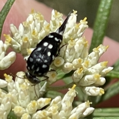 Mordella dumbrelli (Dumbrell's Pintail Beetle) at Red Hill NR (RED) - 26 Nov 2023 by JamonSmallgoods